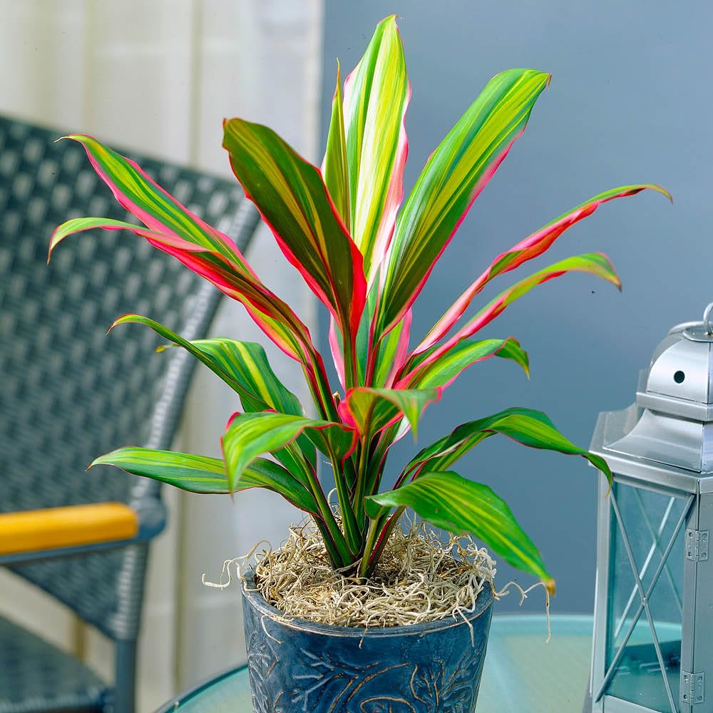 Yougarden Green, Pink Cordyline 'Kiwi', Established Houseplant In 12Cm Pot, Approximately 35-40Cm Tall, Ready To Plant And Display