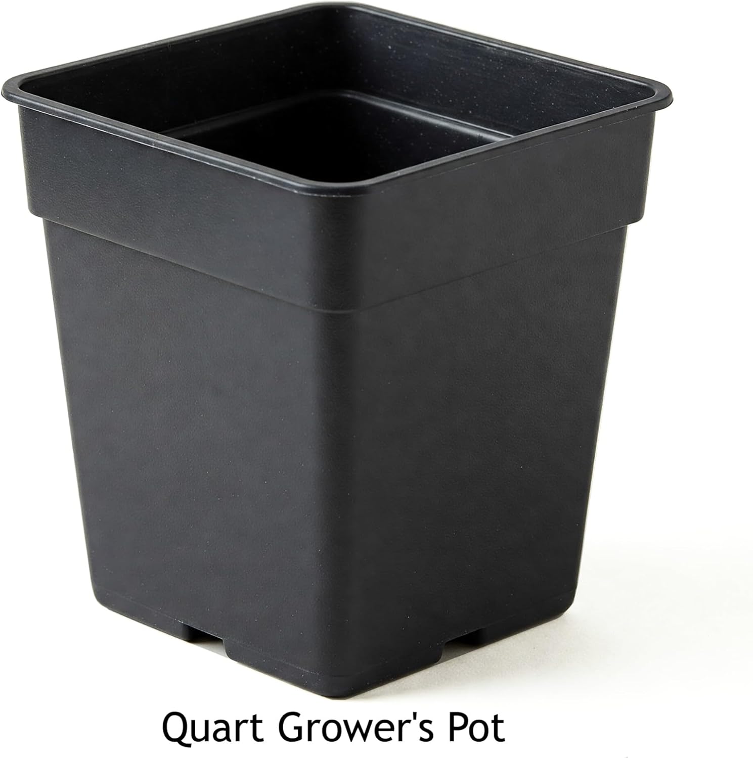 Easy to Grow Passion Flower Ruby Glow 1 Plant - Potted Vine in Quart Grower Pot, Summer Fragrant Maroon-Red Blooms in Sun (Passiflora)