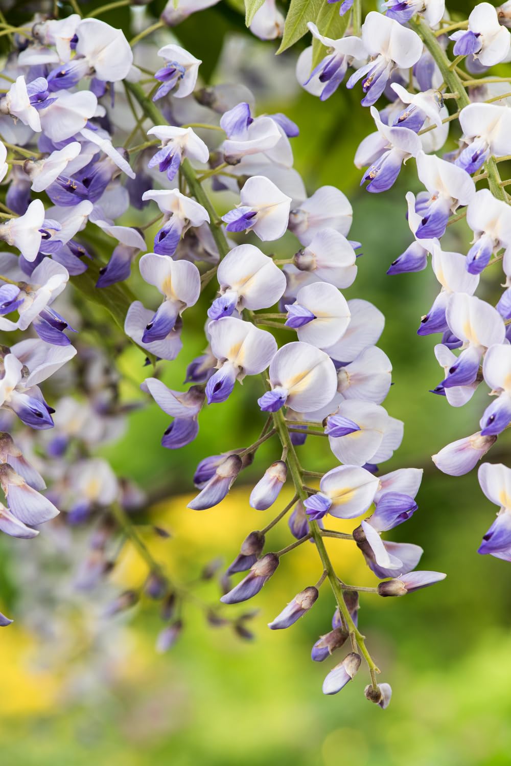 Wisteria sinensis mieszanka błękitnego deszczu, 70-80 cm, w doniczce 17 cm – roślina pnąca, mocno kwitnąca, uszlachetniona dla wysokiej siły kwitnienia, odporna na zimę, idealna do pergoli, ogrodzenia