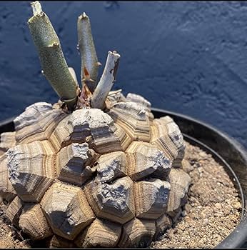 亀甲竜 アフリカ ディオスコレア エレファンティペス dioscorea ① ディオスコレア エレファンティペス 亀甲竜 / Dioscorea