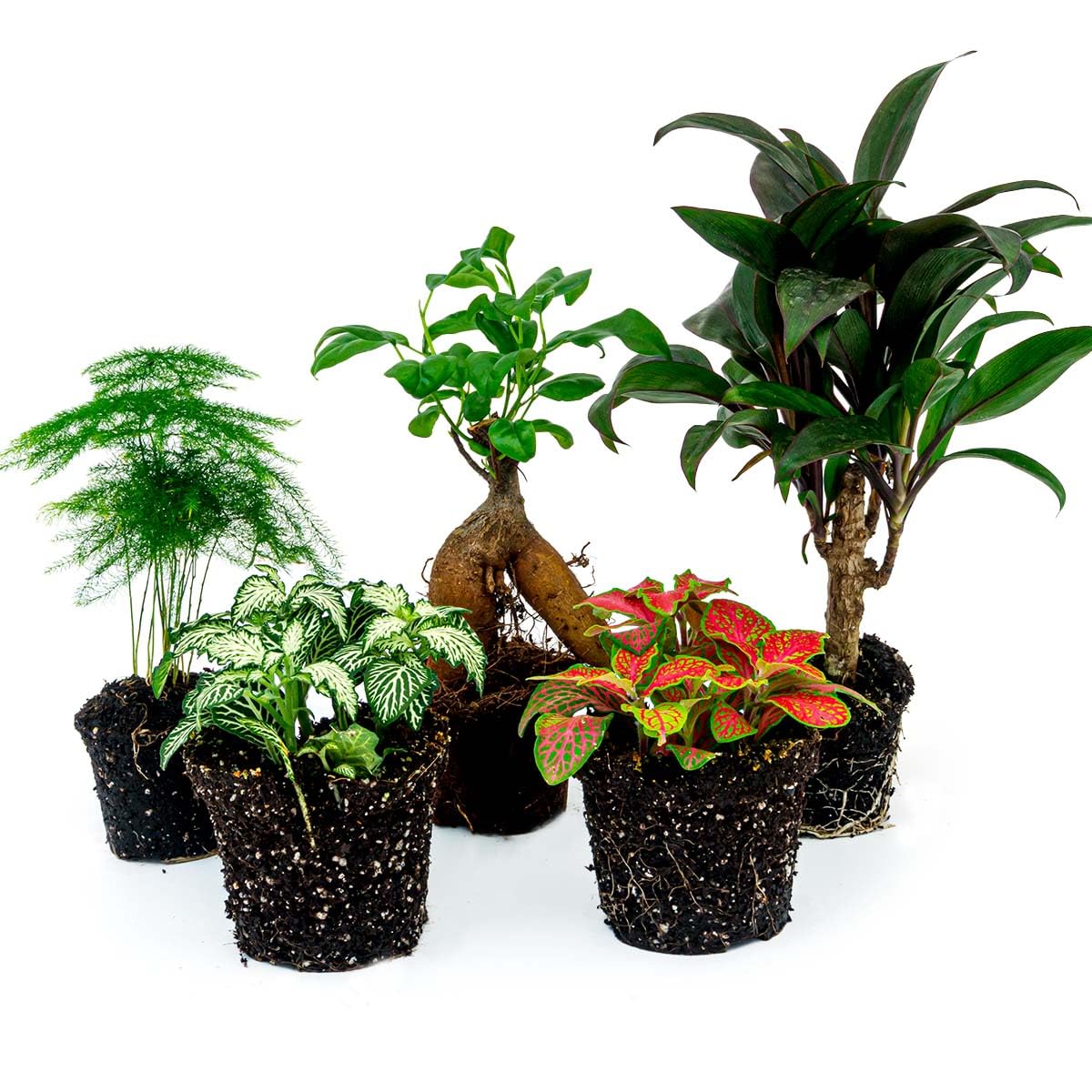urbanjngl - Terrarium Pflanzen Paket Ficus Ginseng - 5 Pflanzen: Bonsai, Palme, Spargel, 2X Fittonia - Ideal für Terrarien und Indoor-Gärten - Pflegeleicht und dekorativ