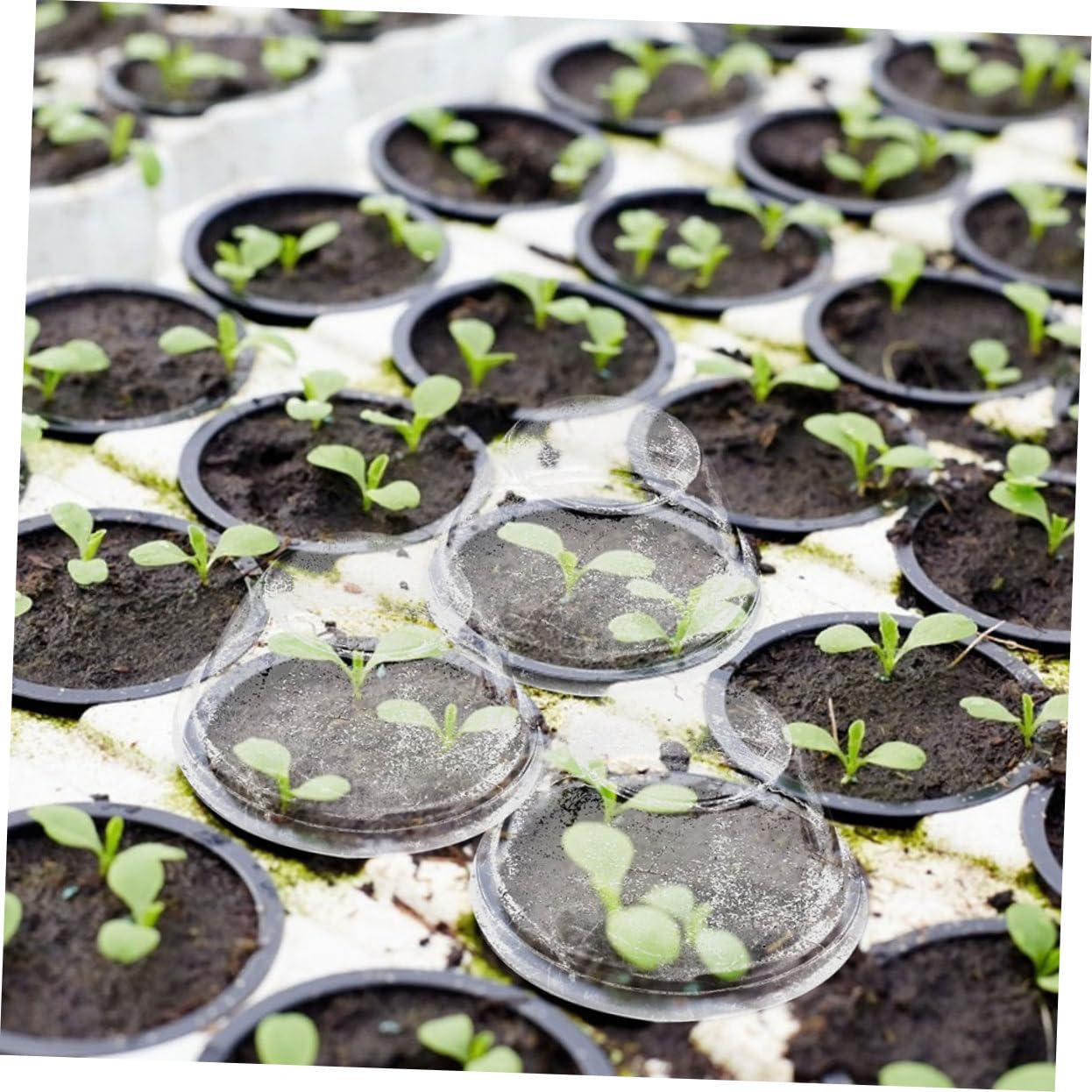 Yardenfun 100Pcs Soilless Plant Growing Cover Durable Hydroponics Garden Lids for Humidity Control for Healthy Seedling Growth Per Box Included
