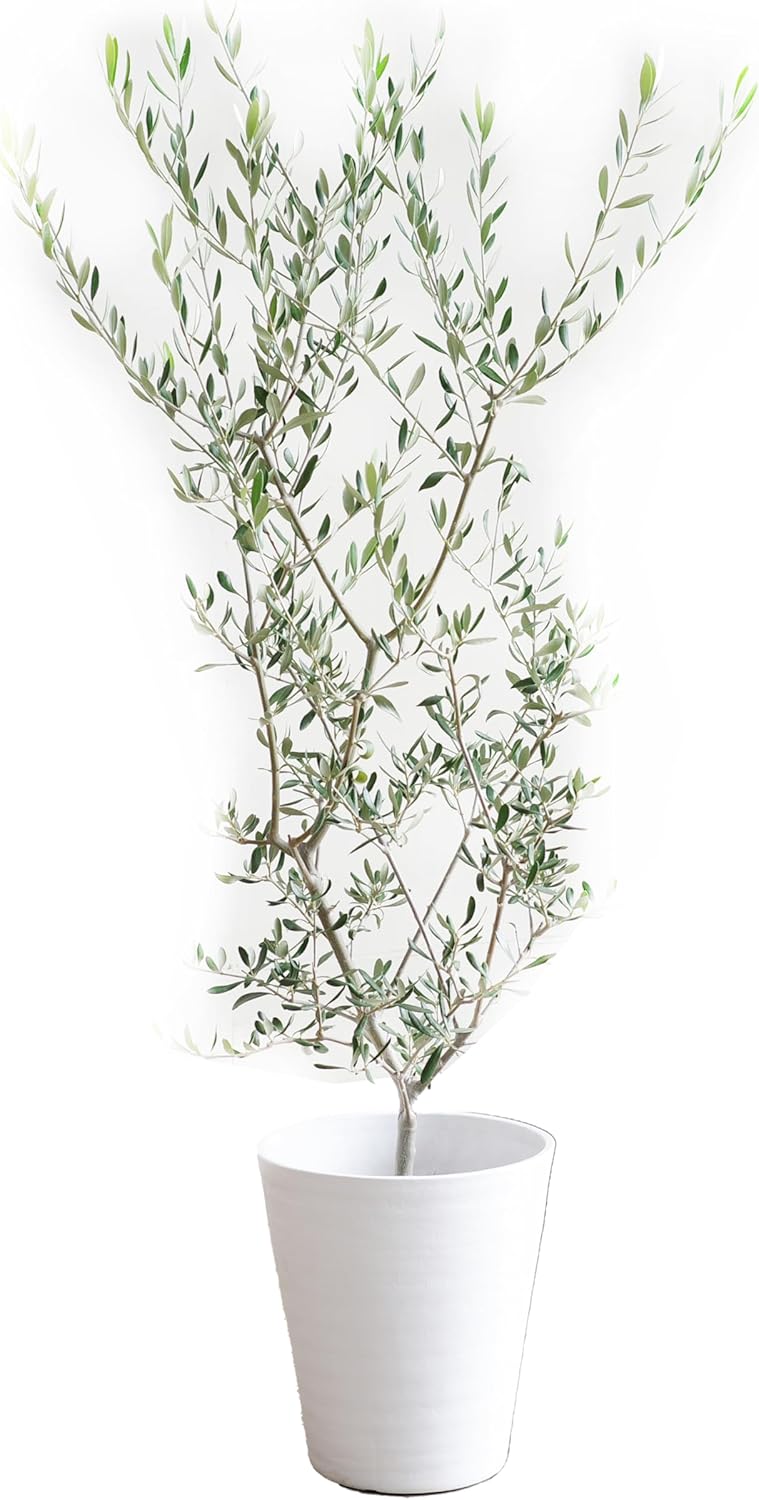 光触媒　人工観葉植物　ウォールグリーン　フェイクグリーン　コウモリランモスボール 光触媒 人工観葉植物 ウォールグリーン フェイクグリーン コウモリラン