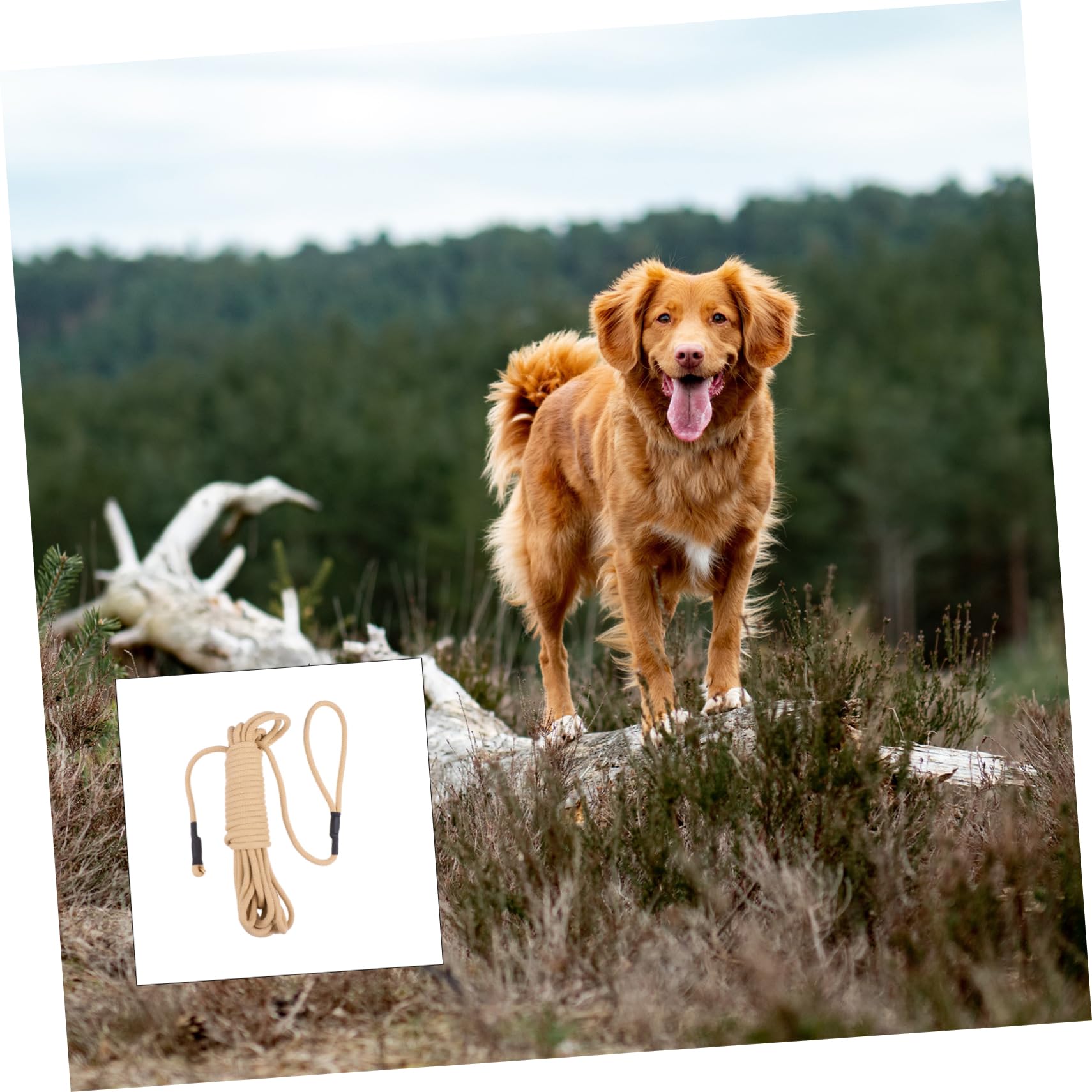ibasenice Grosse Laisse de Dressage pour Chien 10m en Polypropylène Kaki | Crochet, pour Courir et Marcher, Facile à Nettoyer, Longueur Extra Longue