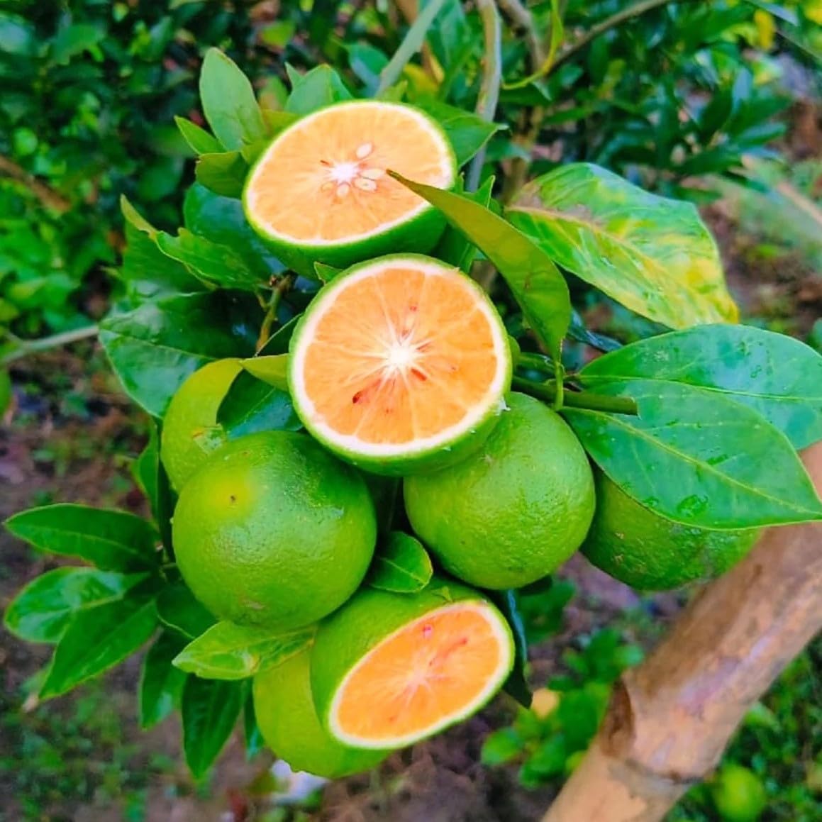 LECOBRIT Vietnam All time Malta plant, (grafted) Vieatnam All Season Sweet Malta Mosambi orange plant (2 in Grow Bag) (B0CW6M2CW6) Amazon Price History, Amazon Price Tracker