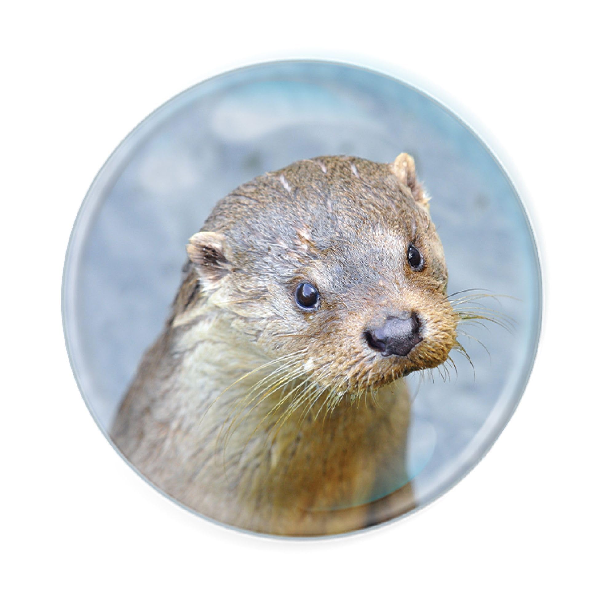 Deluxebase Magnidome Otter Fridge Magnet – Crystal Glass Dome Animal Magnets for Fridges, Decorative Strong Magnet for Kitchen Accessories, Novelty Gifts and Cute Home Decor.