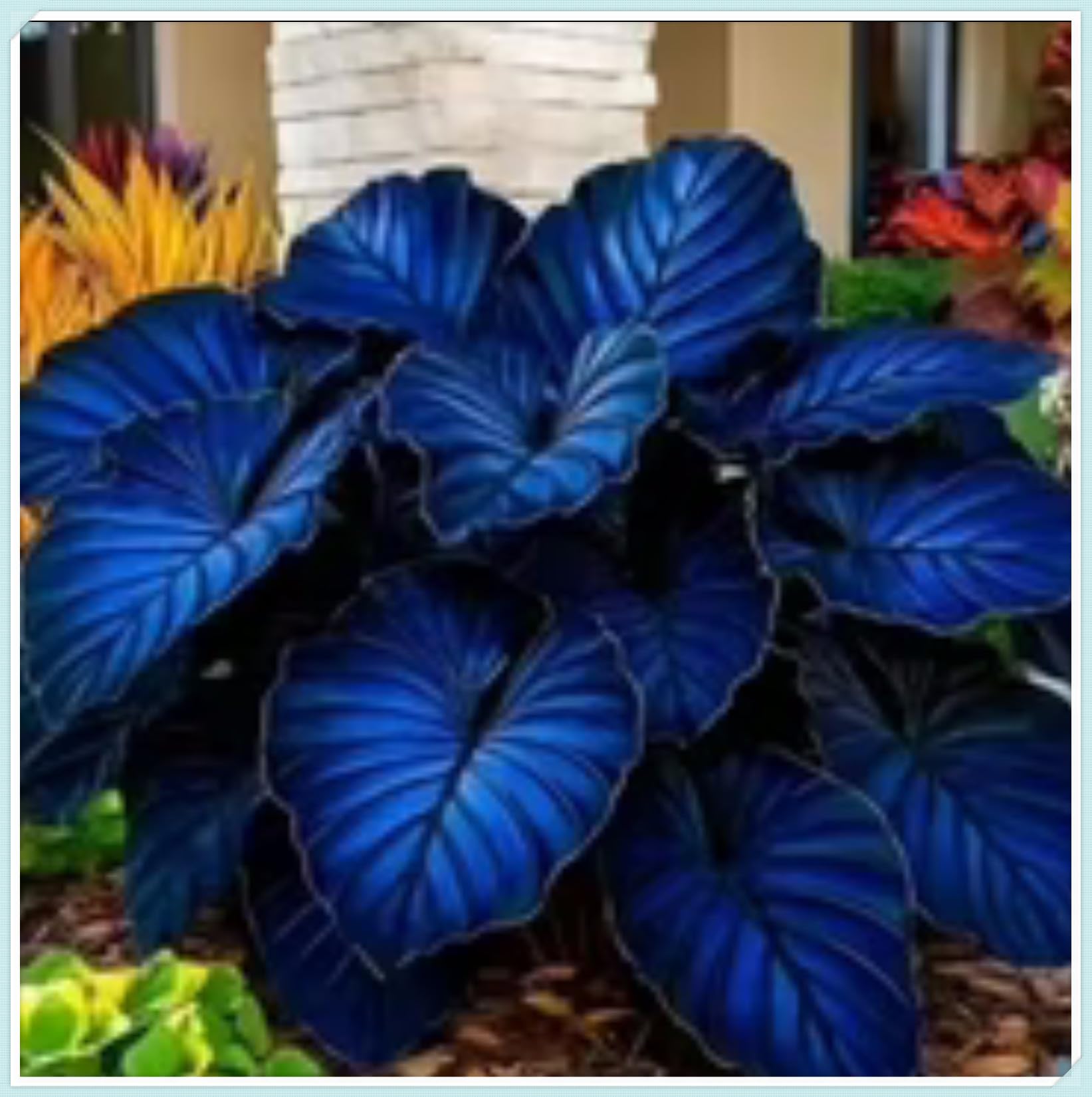 Bloom Year After Year Large Hosta Plants Ornamental Flowers/Hardy Perennial/Wedding Flowers-4bulbs-c