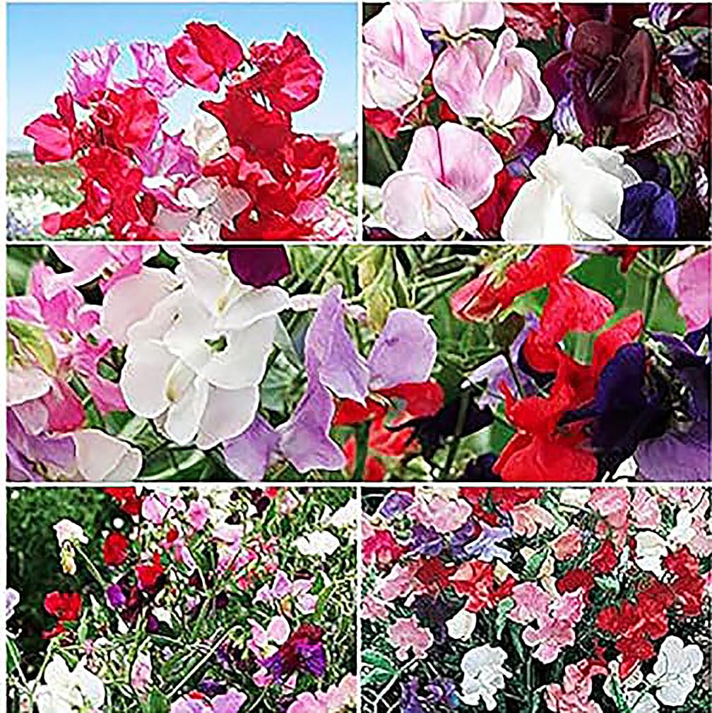 Sweet Pea Mixed Seeds