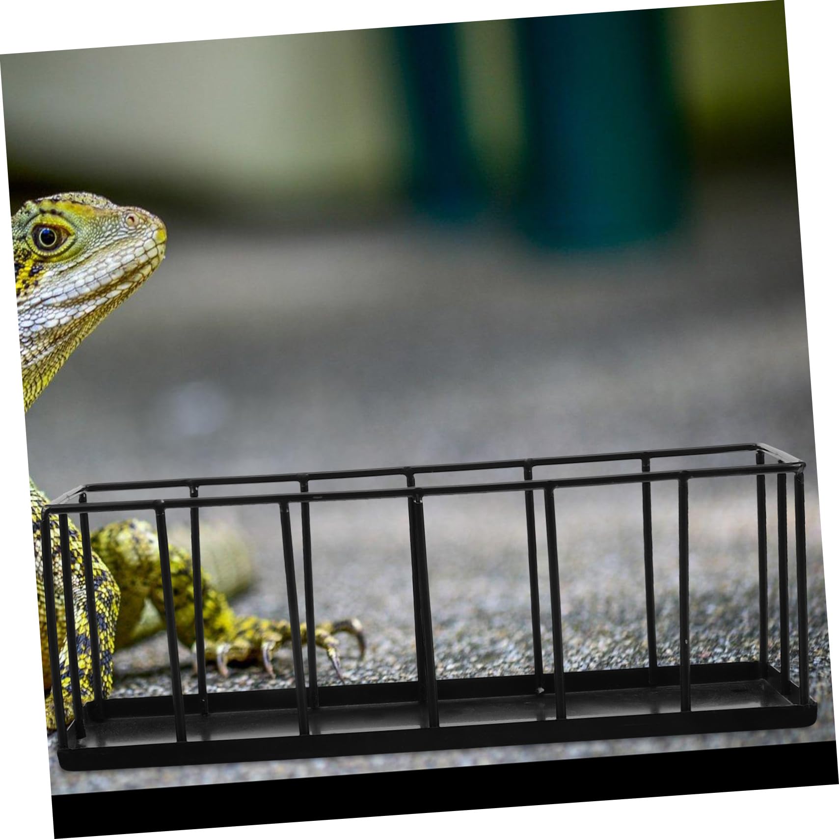 Ipetboom Ciotola per Alimentazione Tartarughe Antiruggine in Acciaio Inox, Vassoio per Rettili Nero Facile da Pulire per Terrario