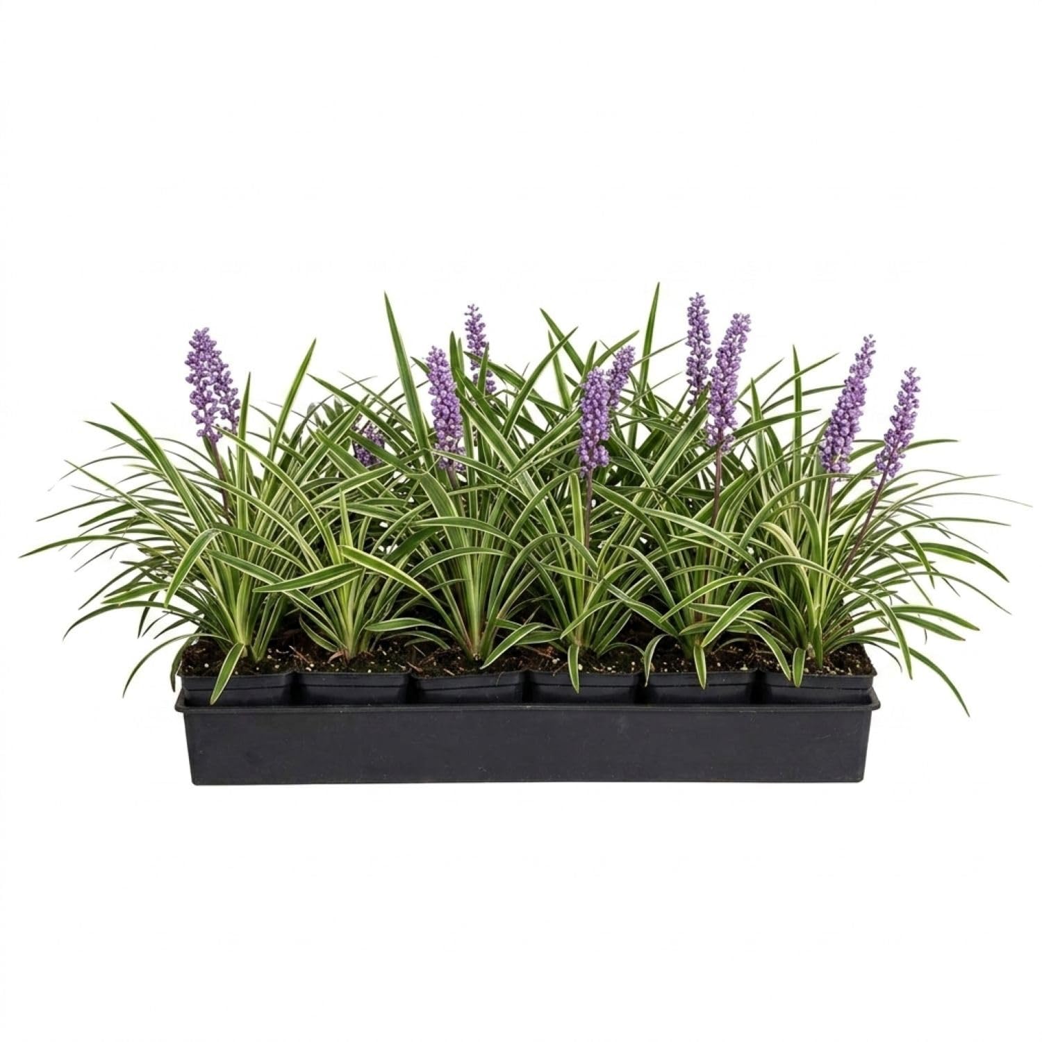 18 Pack Variegated Liriope Grass