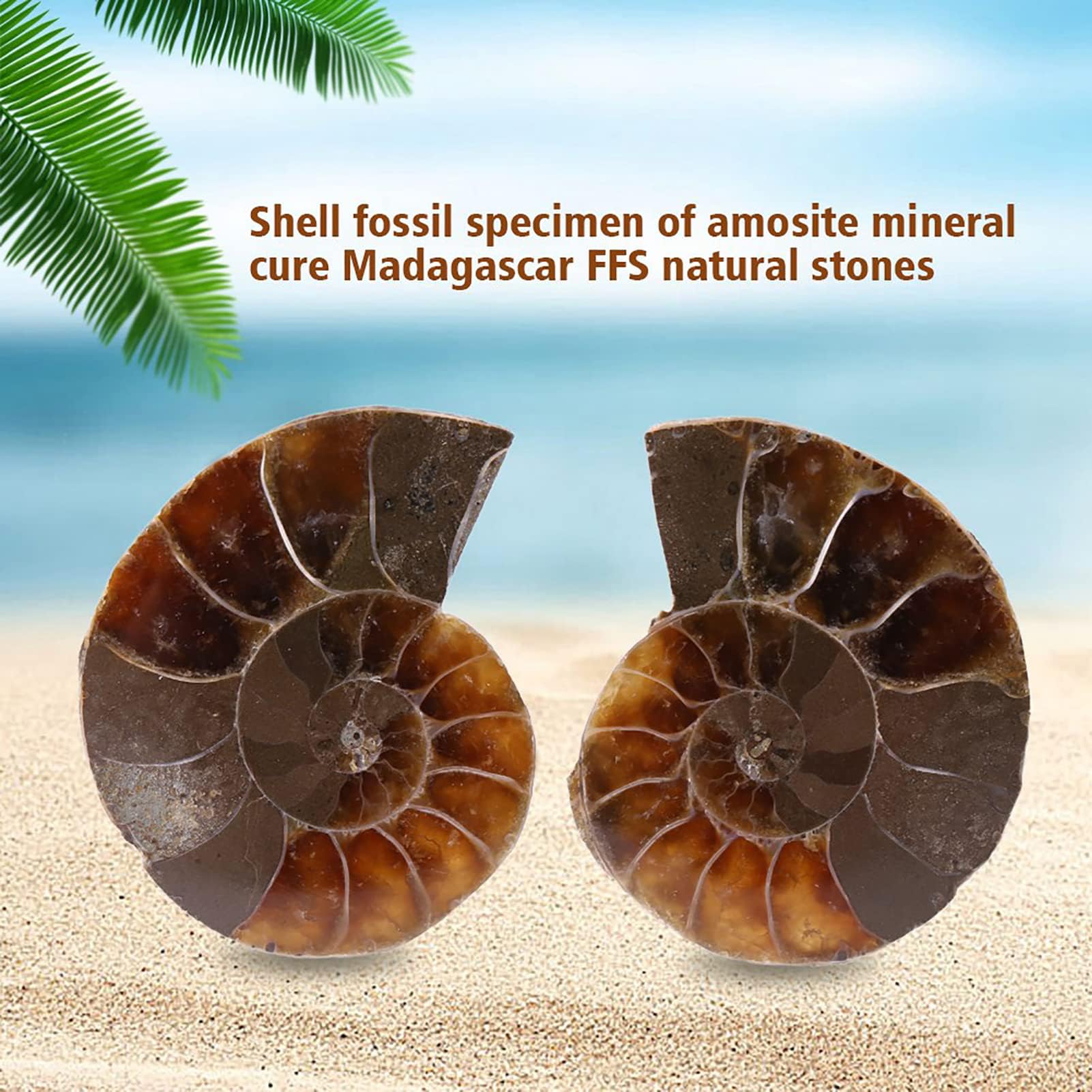 2 Pcs Ammonite Fossile Spécimen Ammonite Véritable Dinosaure Fossiles Shell Madagascar Pierres Naturelles Et Minéraux Spécimens D'enseignement Spécimen Minéral (4cm)(Diameter 4cm)