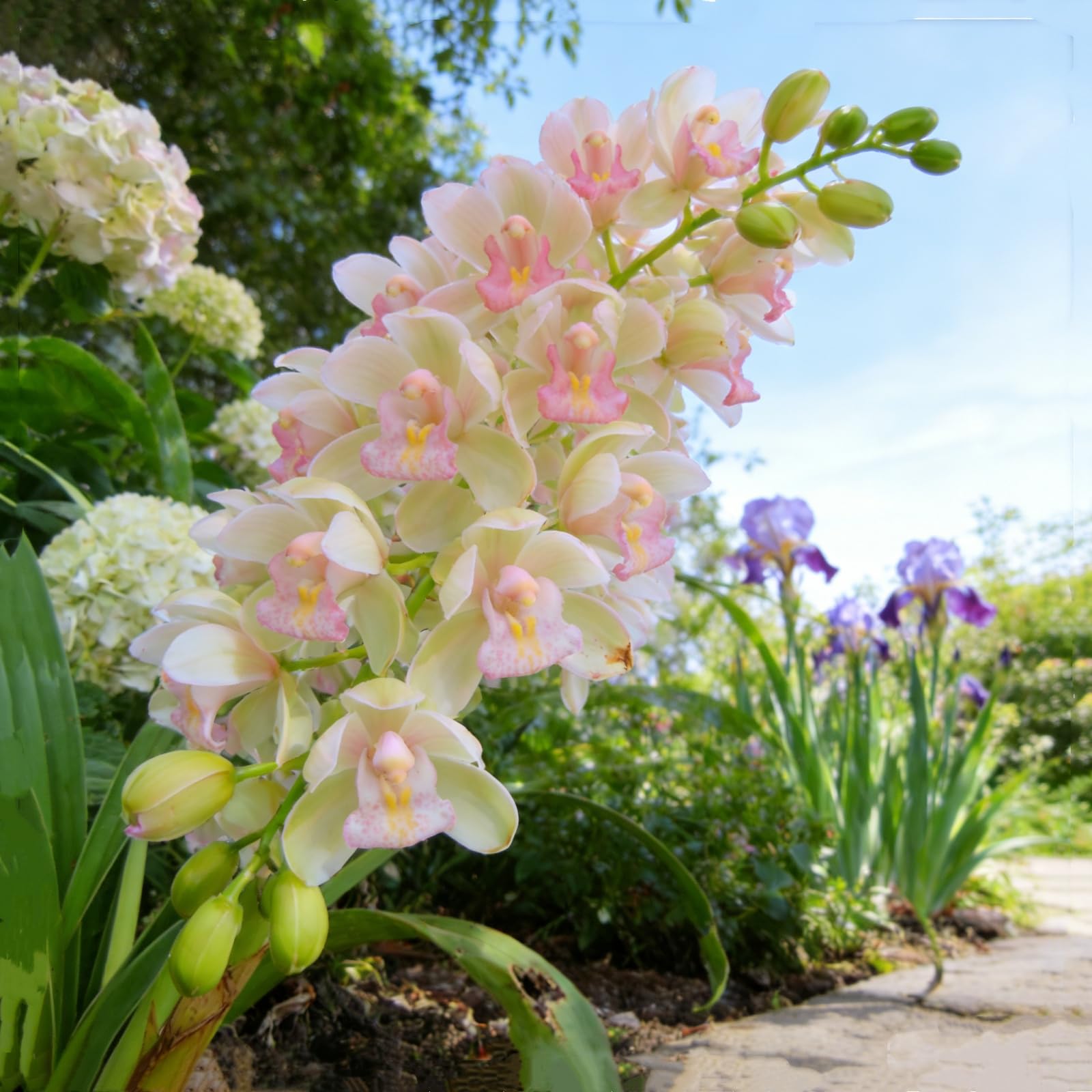 Perennial Cymbidium Orchid Bulbs, Hardy, Professional for Beautiful Garden Displays-8 Bulbs-F