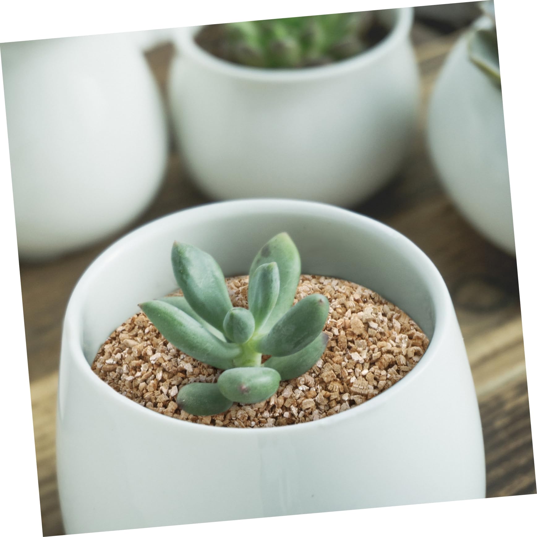 TOYANDONA Vermiculit Gartenbausubstrat 3l, Neutraler Ph, Wasserbindung | Pflanzen und Pilze, Feines Granulat für Keimung und Wachstum, Indoor Topfpflanzen