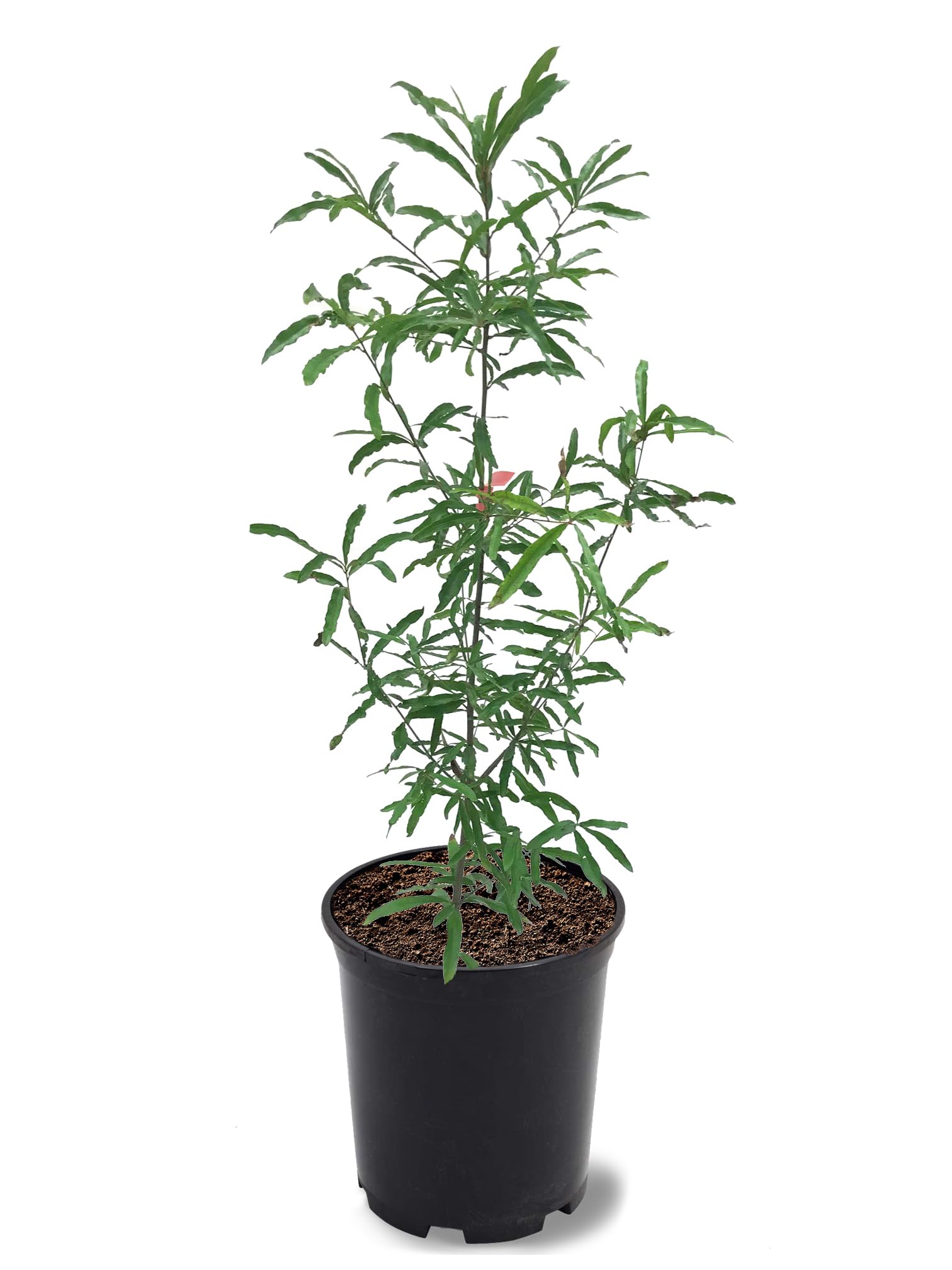 American Plant Exchange Willow Oak Tree, 1 Gallon Pot, 2-3ft Tall, Outdoor Landscape Garden Plant, Live Plant, Shade Tree, Fast Growing and Hardy