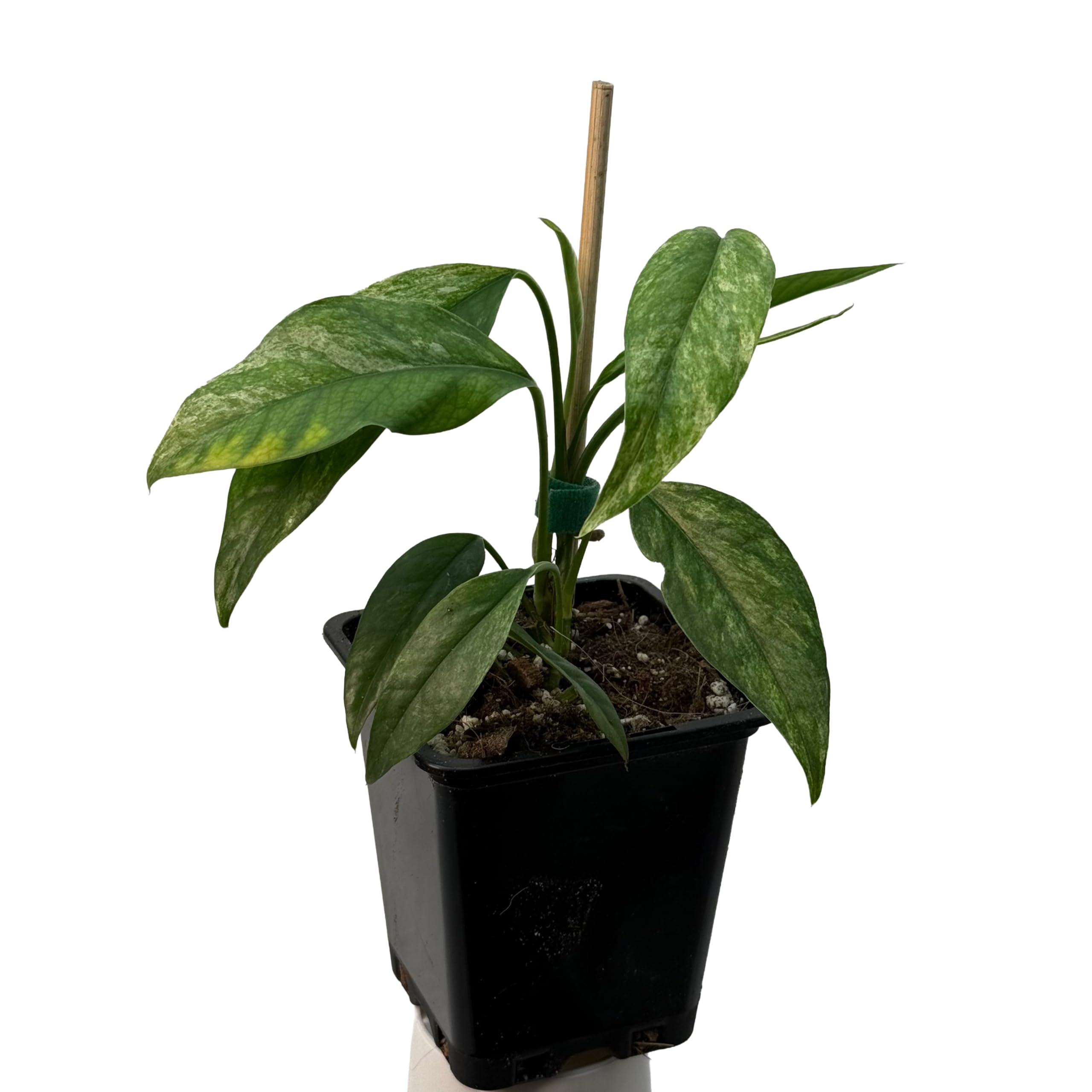 Epipremnum hanoman sp. bali variegata – seltene Zimmerpflanze mit Panaschierung, Kletterpflanze für Moosstab und Rankstab, exklusive Indoor Jungle Sammlerpflanze für Wohnräume