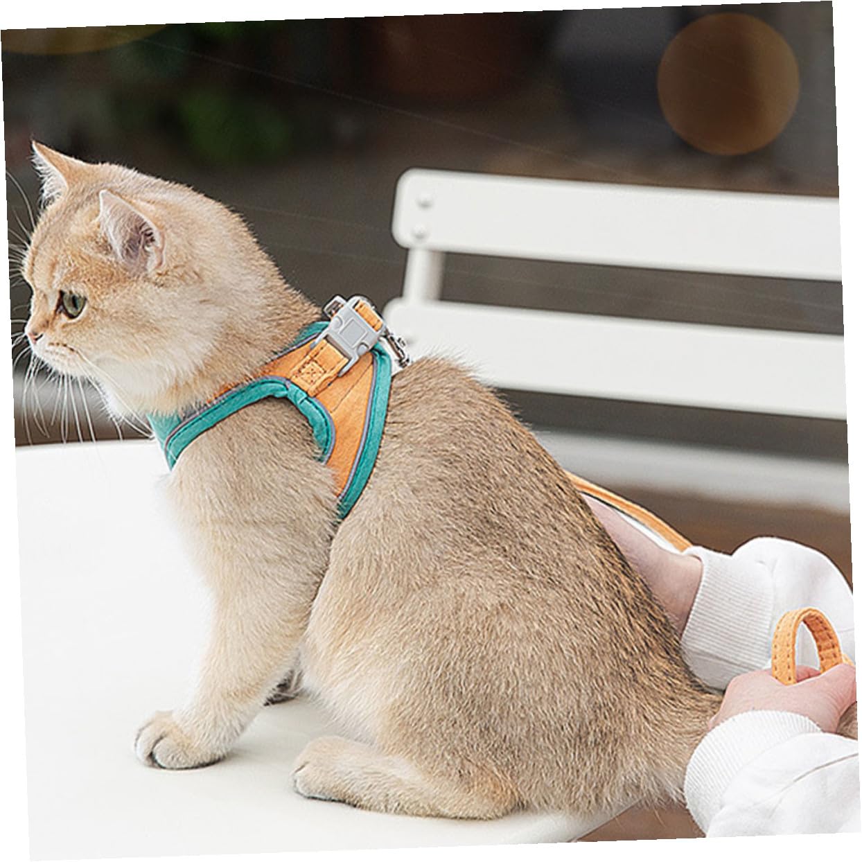 FRCOLOR 3sätze Katzen Geschirr Mit Verstellbarem Atmungsaktive Weste Für Katzen Reflektierend Sicher Und Bequem Für Und Outdoor-aktivitäten
