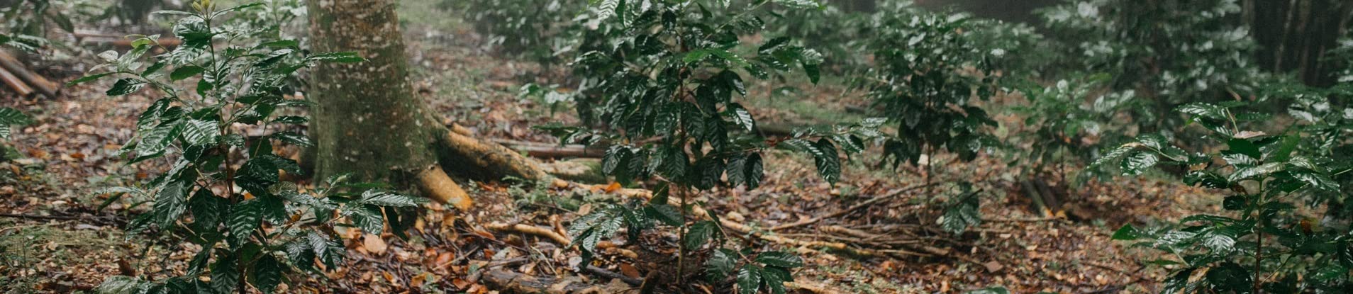 Kawa meksykańska Procurador Arabica 1500 g