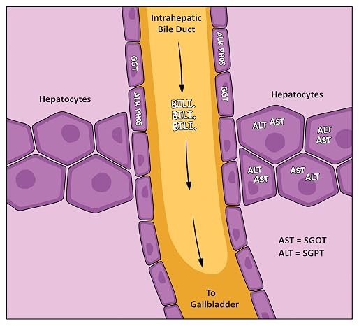 Gastroenterology Made Ridiculously Simple