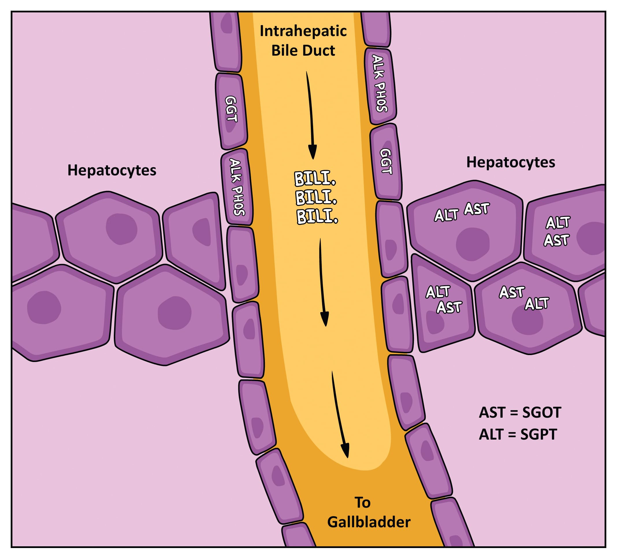 Gastroenterology Made Ridiculously Simple