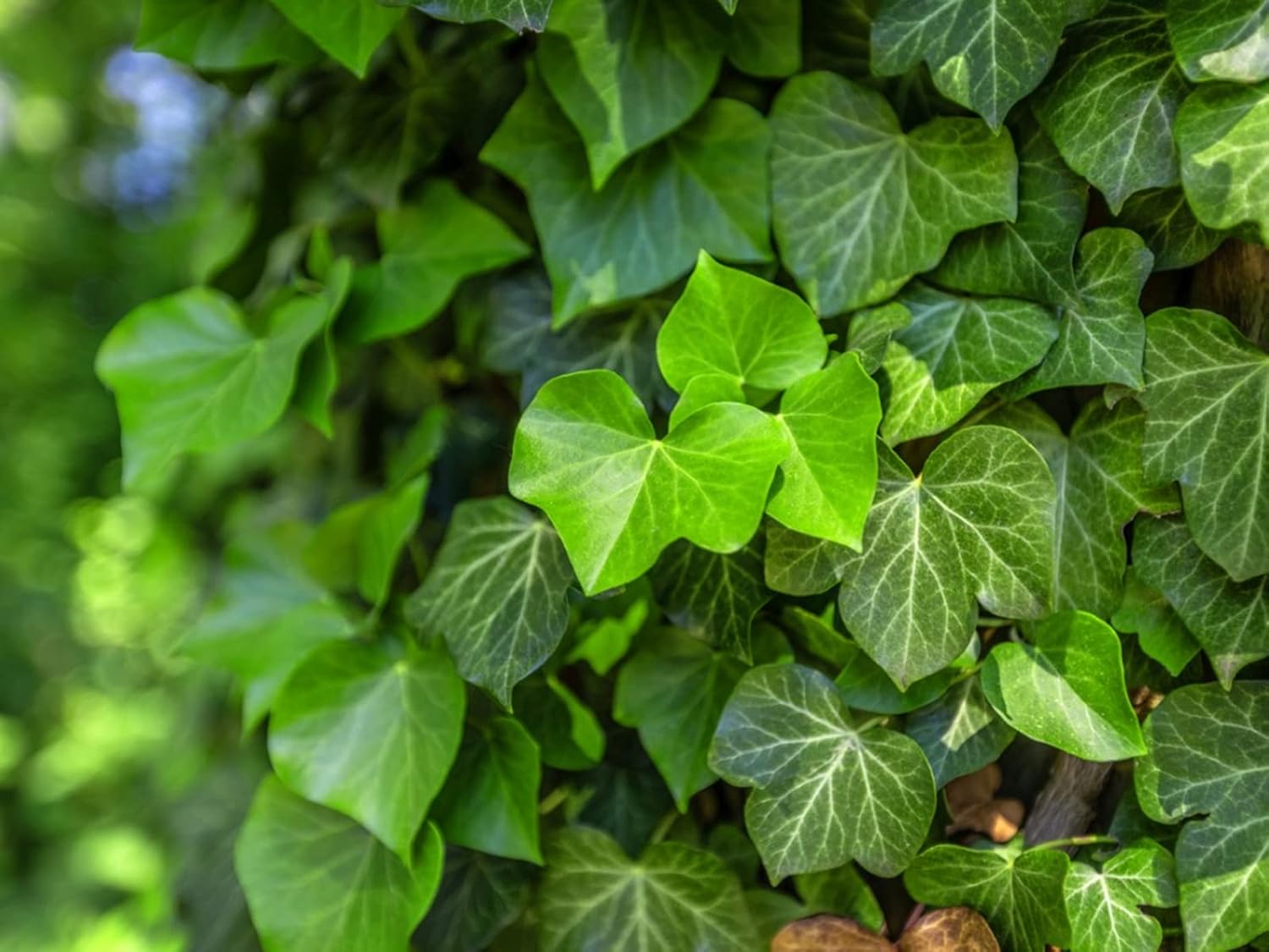 English Ivy Tree - Live Plant in a 6 Inch Pot - Hedera Helix - Stylish Air Purifying Topiary Houseplant Vine