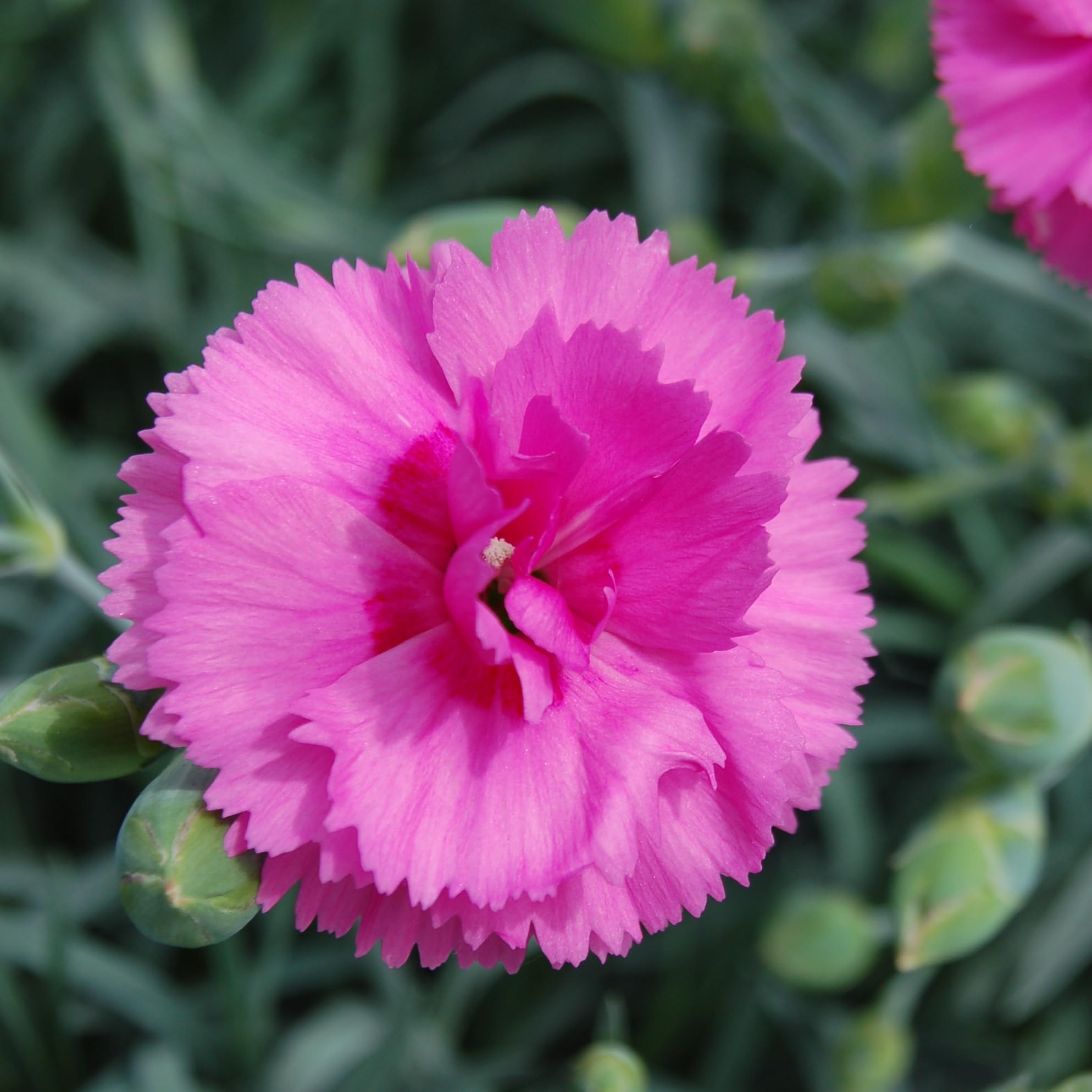 Dianthus 'Tickled Pink' - Fragrant Cottage Garden Favorite with Bright Pink Blooms 1 Litre Pot x 1 by Thompson & Morgan