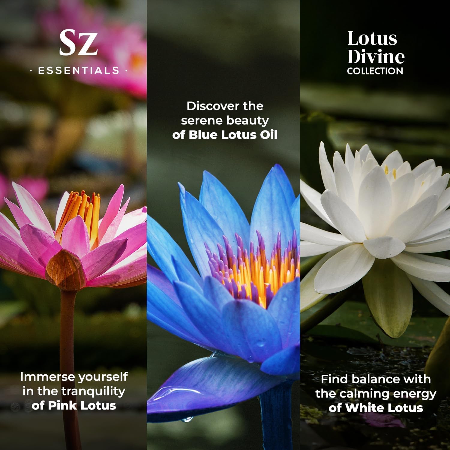 Amazon.com: Sz Essentials - Lotus Divine Essential Oil Collection
