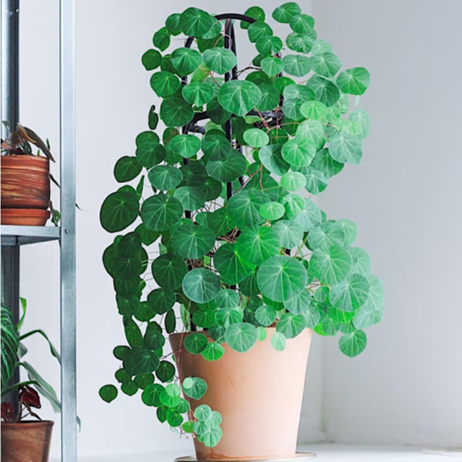saatgut mangold BIO Mangold Samen (Rhubarb) main image 0