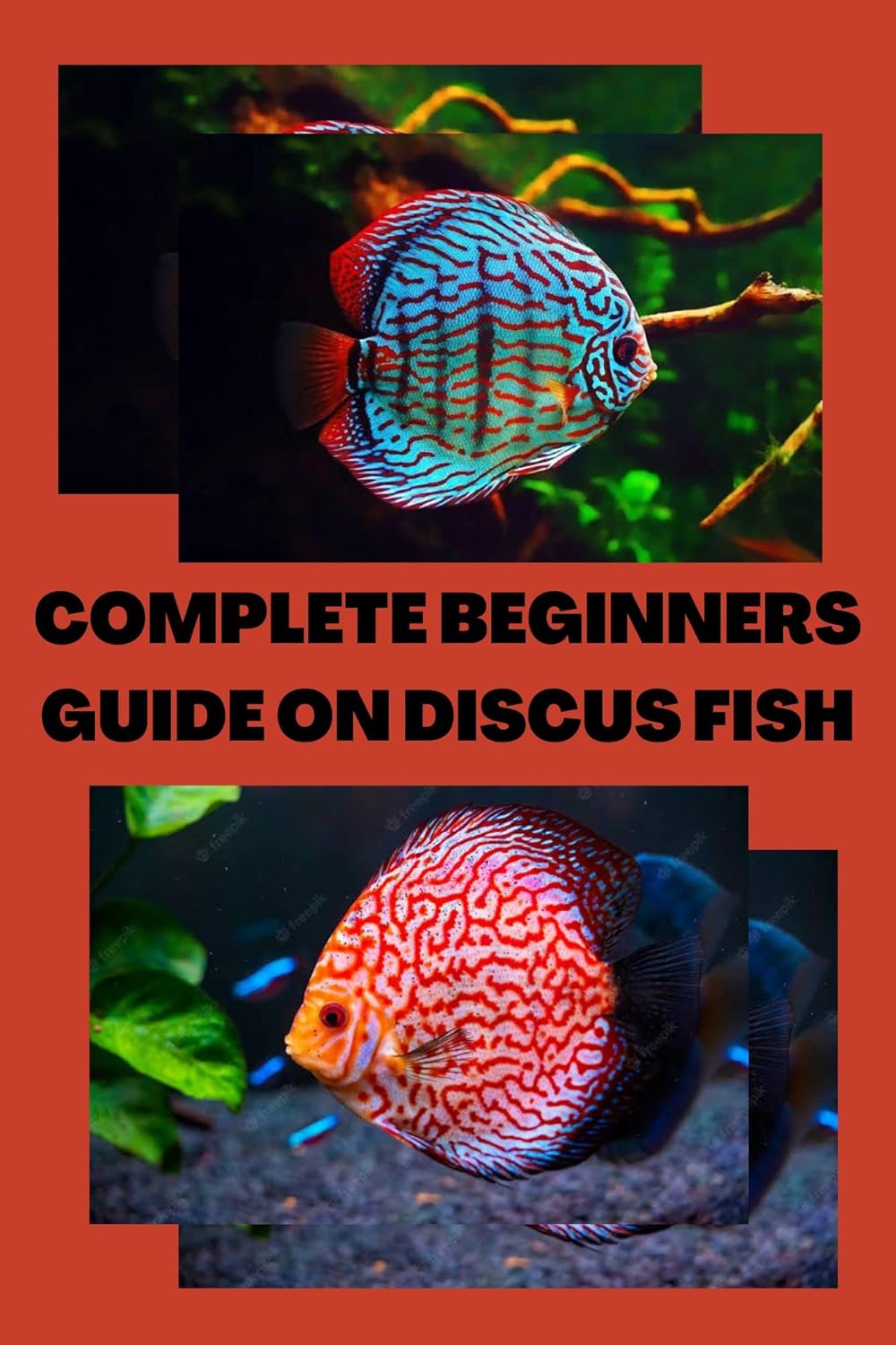 COMPLETE BEGINNERS GUIDE ON DISCUS FISH Ultimate beginners guide on