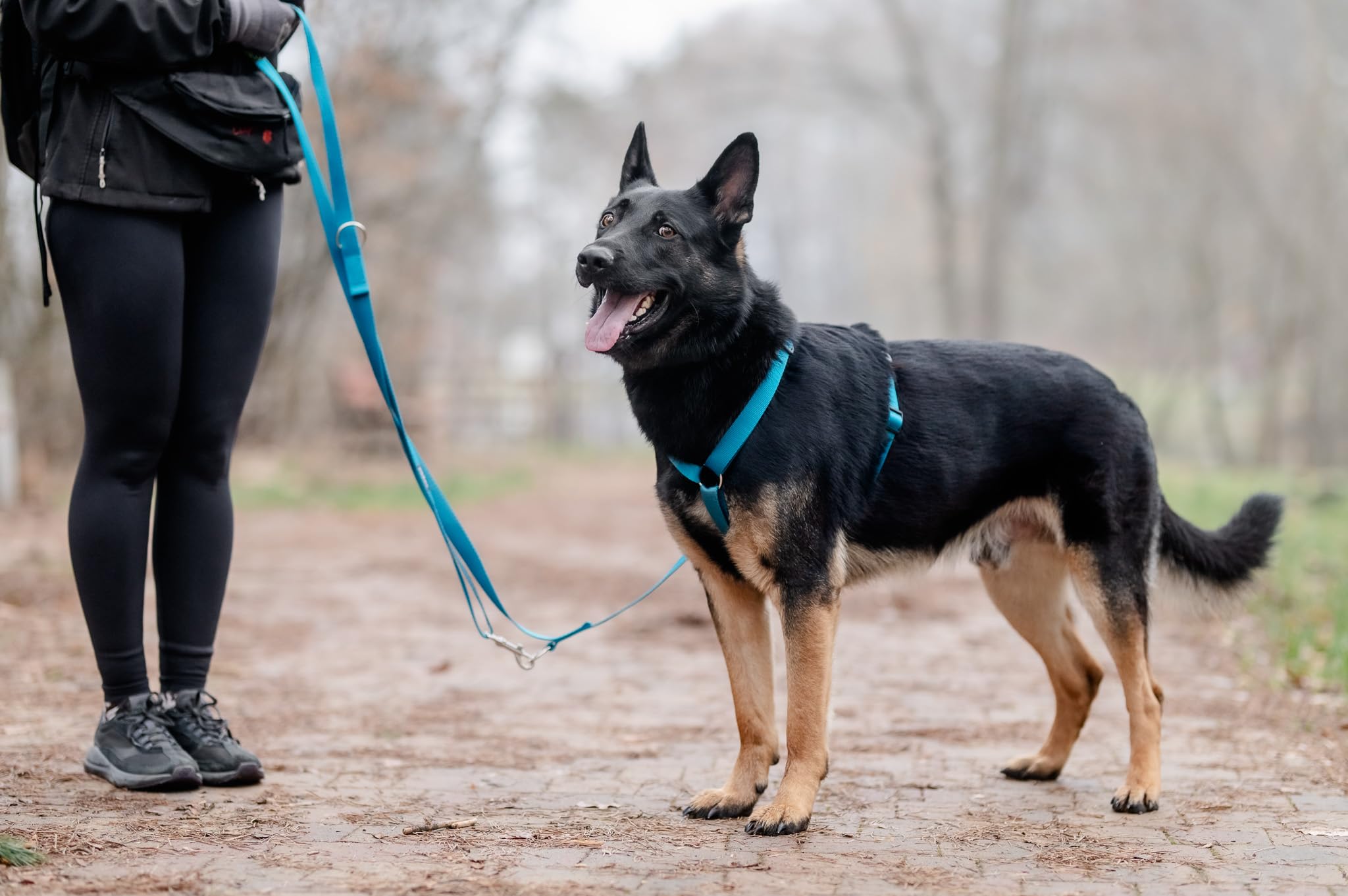 Chaba Guard Arnes para Perro Grande con Control, Arnes Perro antitirones, Evita tirones y Asfixia, Ajuste en 5 etapas, Cómodo y Ligero, Arnés clásico para Perros, Dog Harness, Talla XL, Azul
