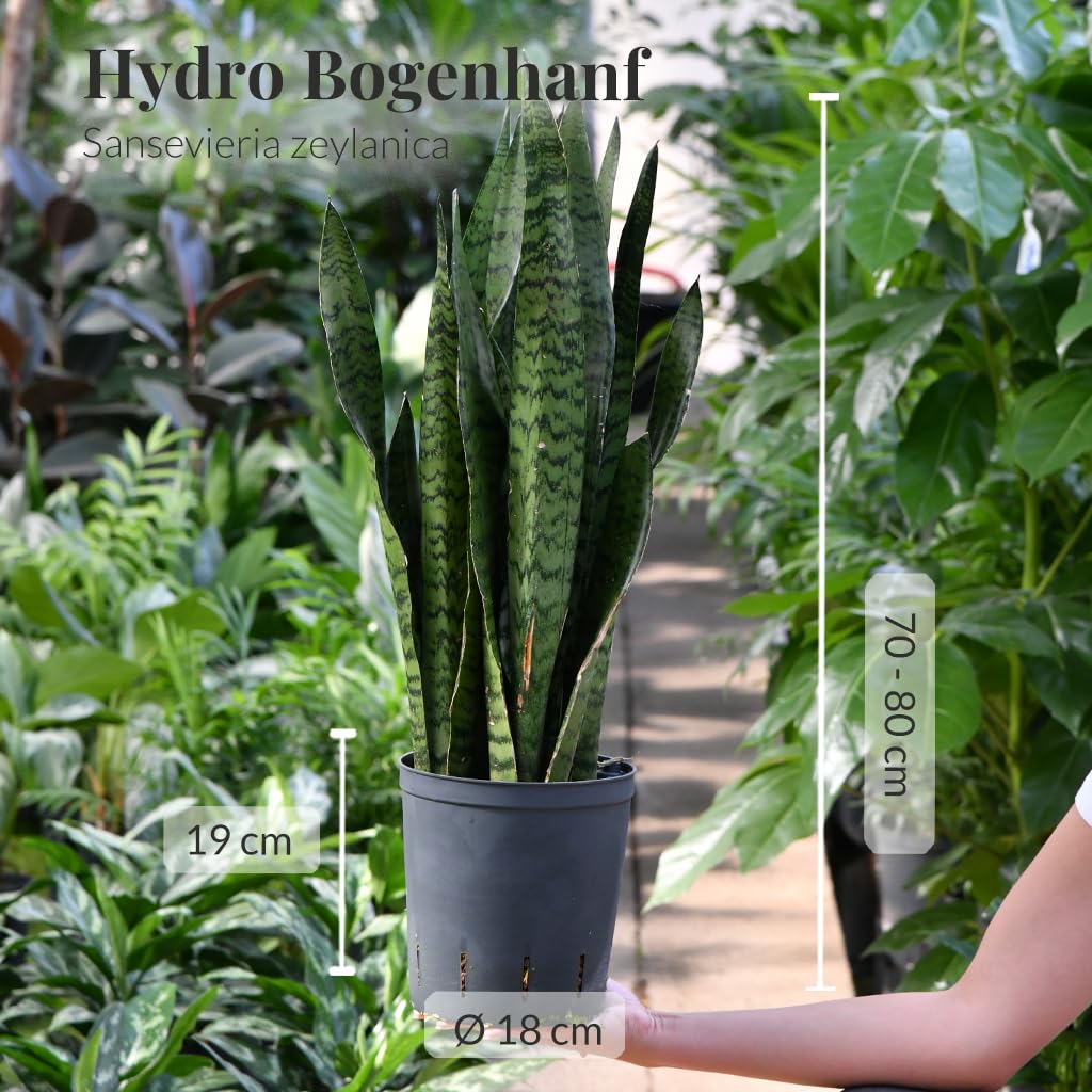 Sansevieria Bogenhanf - Pflegeleichte Zimmerpflanzen - Sukkulenten frisch aus der Gärtnerei - XL Hydrokultur Set Büro - Höhe 70-80 cm - in Vase Anthrazit - inkl. Blähton & Dünger