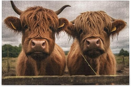 xigua Rompecabezas de 500 piezas para adultos, divertidas vacas escocesas de ganado de las tierras altas, rompecabezas de 500 piezas encajan