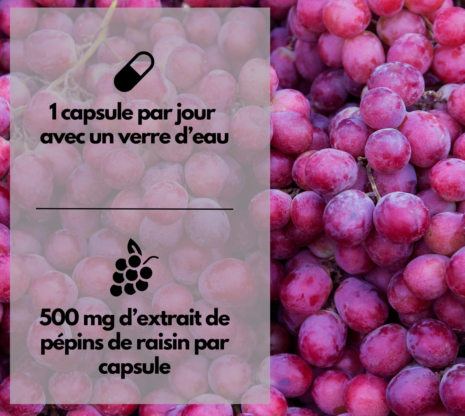 EXVital® OPC Extrait de pépins de raisin, 240 gélules, hautement dosé avec 500 mg par gélule, issu de raisins français, testé en laboratoire et vegan