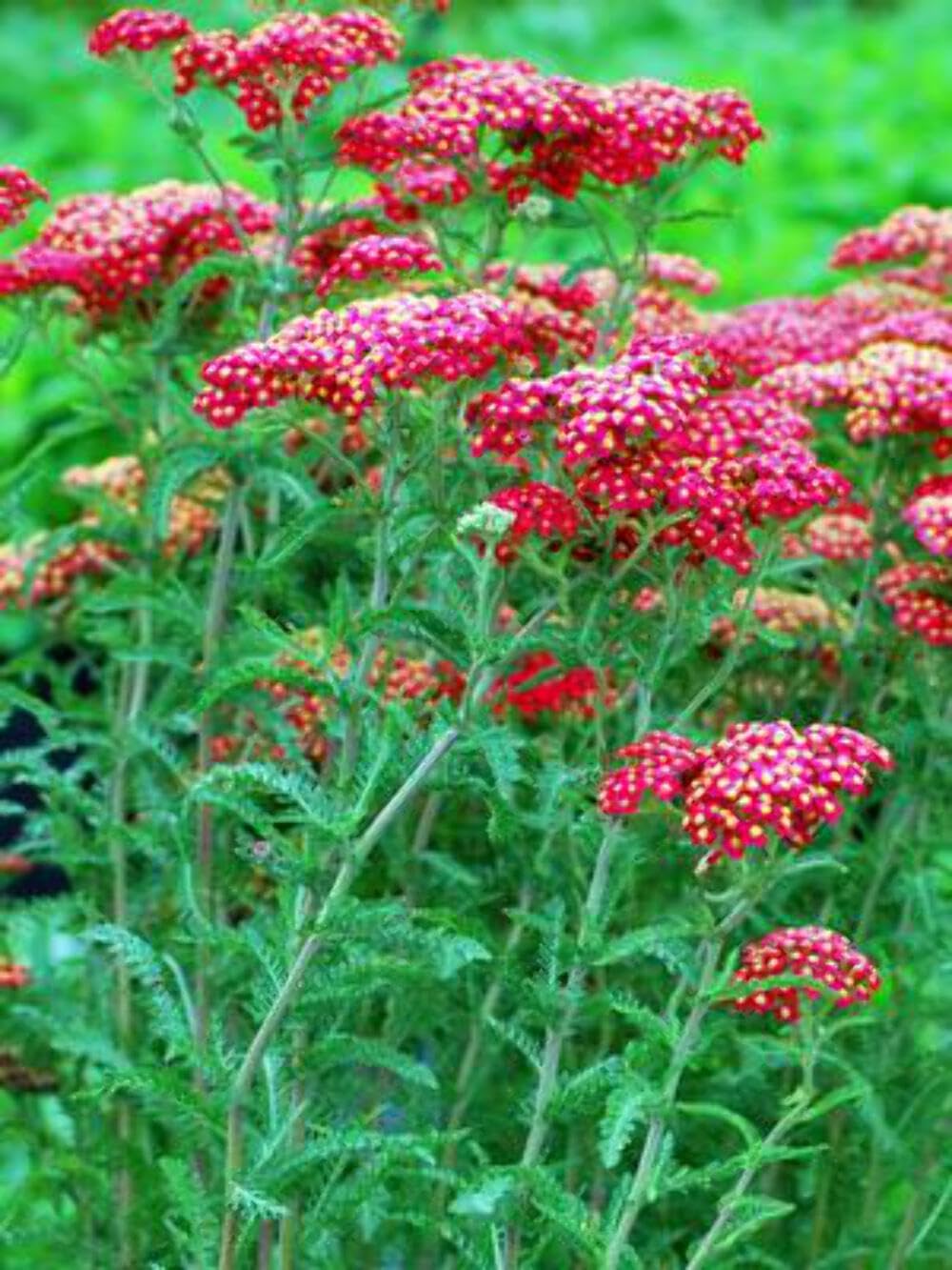 Perennial Farm Marketplace Achillea millefolium Paprika
