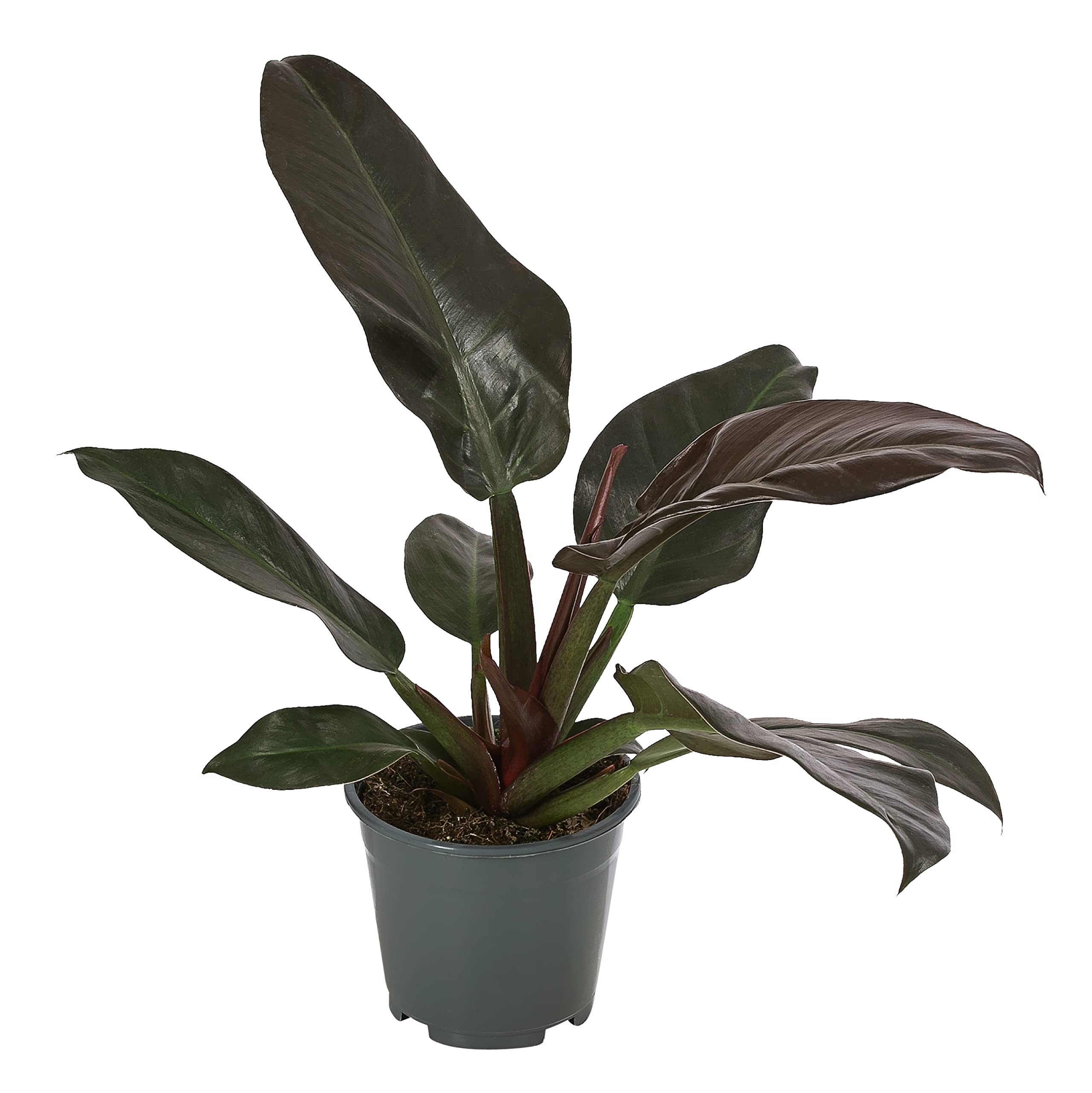 Dehner Baumfreund, Philodendron erubescens, verschiedene Sorten, 50-60 cm,   14 cm, Zimmerpflanze : Amazon.de: Garten