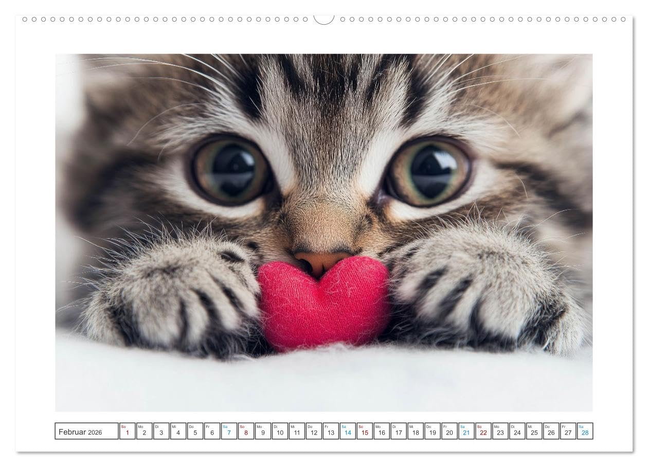Samtpfoten-Sinfonie (hochwertiger Premium Wandkalender 2026 DIN A2 quer), Kunstdruck in Hochglanz: Katzen schenken Liebe ohne Worte, begleiten uns mit ... unsere Sorgen fort. (CALVENDO Tiere)