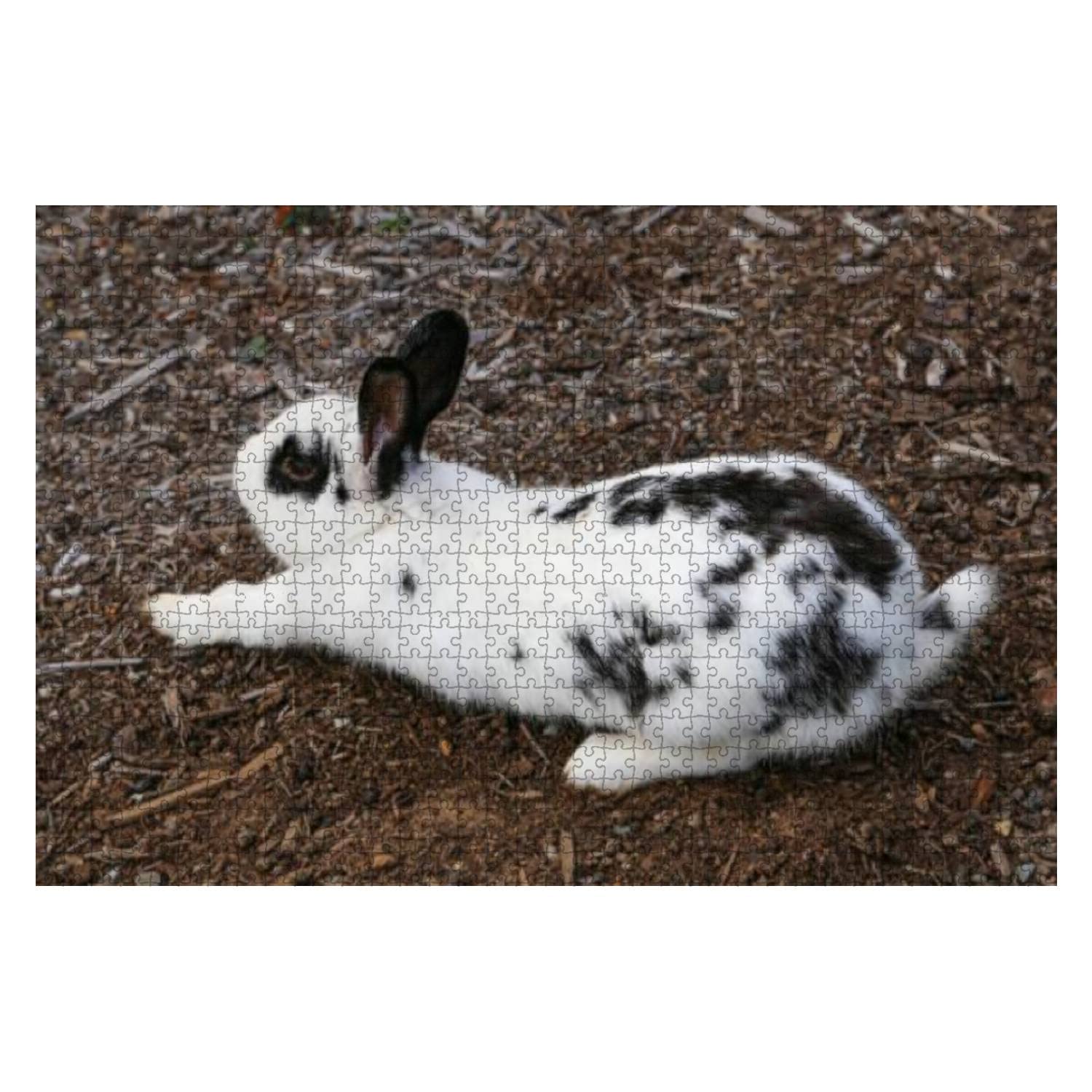 Heart Spotted Rabbit Black And White Spotted Bunnies