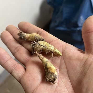 Tuberose Bulbs Mix for Planting Now UK/Natural Organic/Strong Plants That Grow Well/Good for Containers/Greening Flower/Cut Flowers/Wedding Flowers-4bulbs