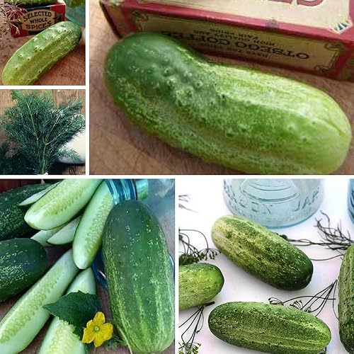Miniatura 3 de Colección Perfect Pickle Seed  5 variedades de semillas de pepinos y eneldo de reliquia sin OMG  Pickling Boston, pepinillo de arbusto, pepinillo