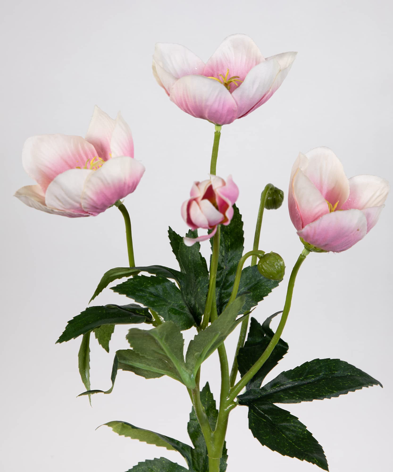 Amazon.de: Seidenblumen Ro Christrose 62cm Hellrosa PM Kunstblumen knstliche  Christrose Blumen Helleborus