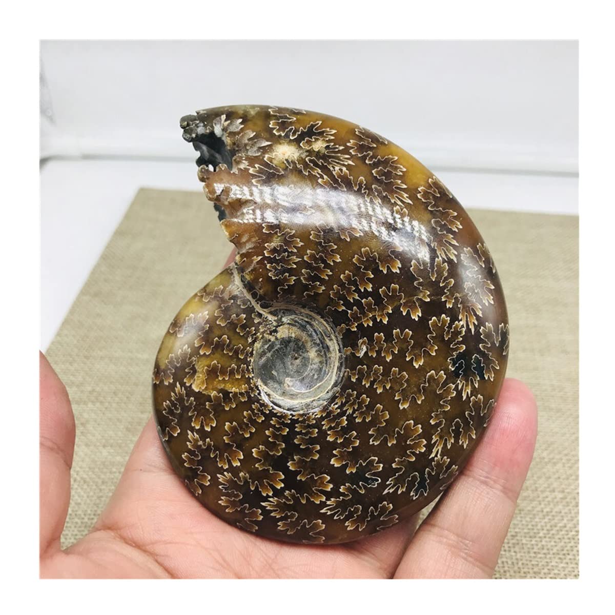 Caracola de amonita y piedras de cristal de 230 g para renovar tu decoración