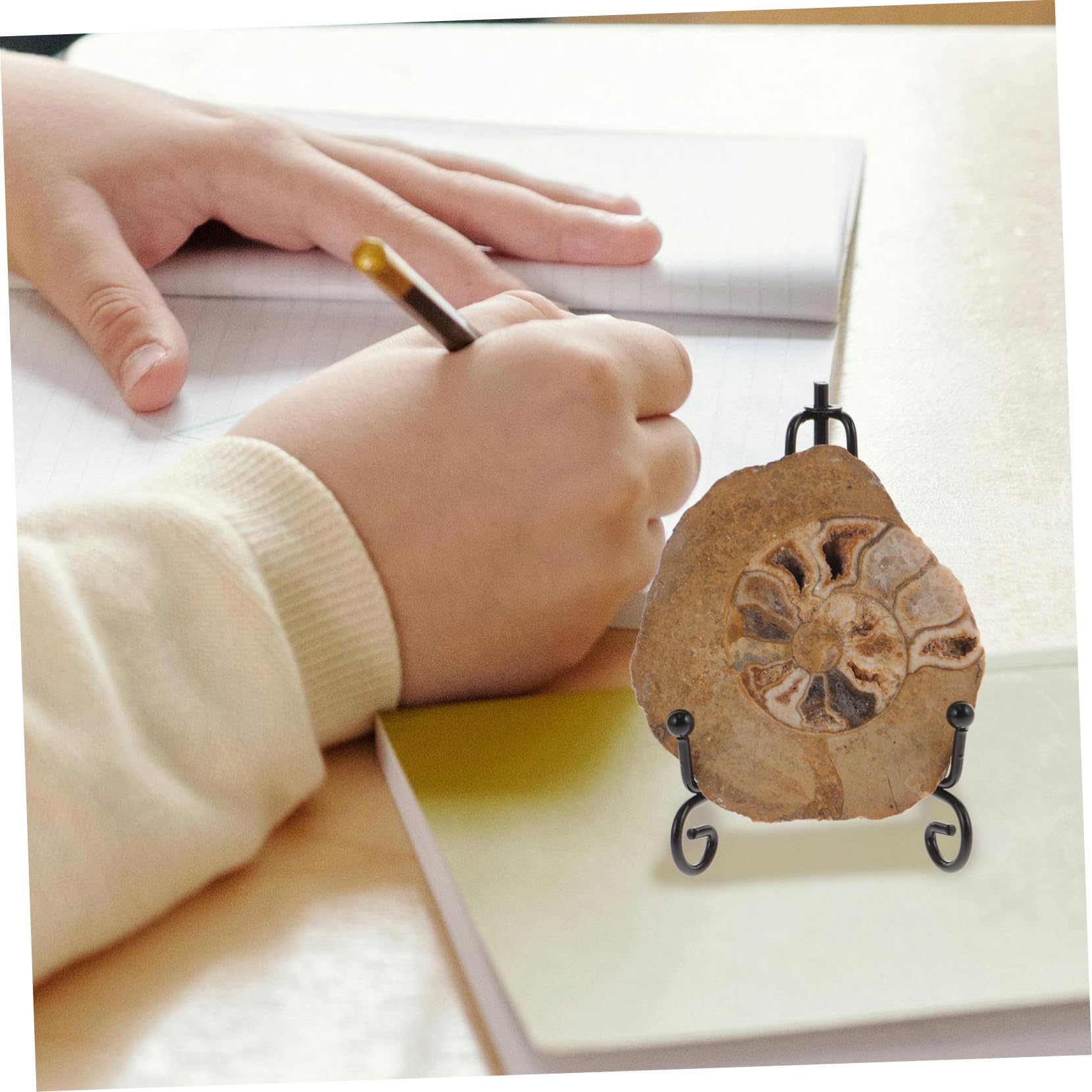 Spécimen D'ammonite Fossile Naturel Ornement Esthétiquement Impressionnant Forme Préservée pour Décoration de Table et Collection pour Amateurs de Géologie