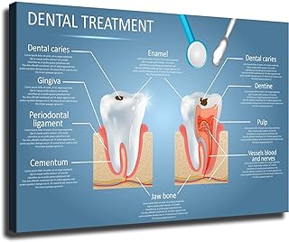 Vector Dental Anatomy and Tooth Structure Diagram Poster Modern Family Bedroom Office Background Wall Art HD Picture Canvas Printing Artwork Decor Posters (12Ã—18inch-No Framed)