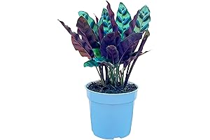 Rattlesnake Calathea Plant: Vibrant Indoor Air Purifier for a Fresh Home