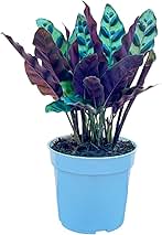 Rattlesnake Calathea Live Plant - Air Purifier, Colorful House Plant, Ideal for Home Decor and Room Decor - Rattlesnake for Indoor Plants, Calathea Lancifolia Prayer Plant