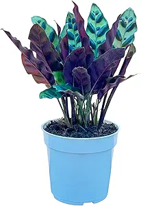 Rattlesnake Calathea Live Plant - Air Purifier, Colorful House Plant, Ideal for Home Decor and Ro...