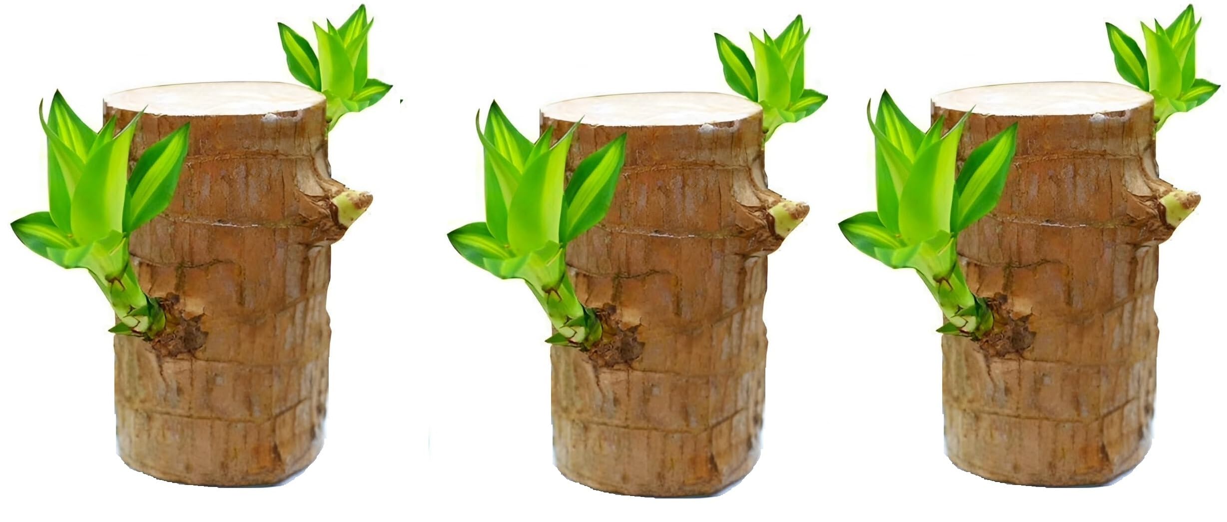 Set PET Original Imported Brazilian Wood Plant for Living Room, Feng Shui Plant Pack of 3