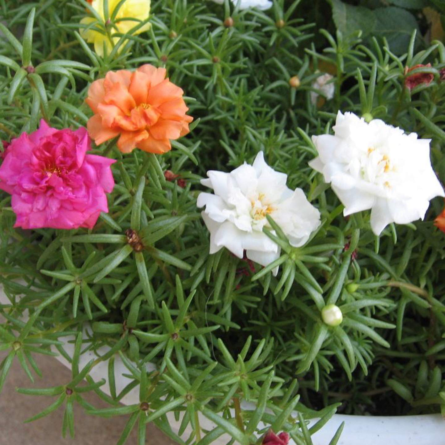 Go4plants Nau Bajiya 9 OClock live Flower plant with pot (B0B2DZZV8W) Amazon Price History, Amazon Price Tracker