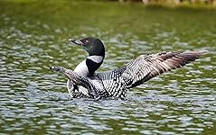 Review Image by MDW MDW