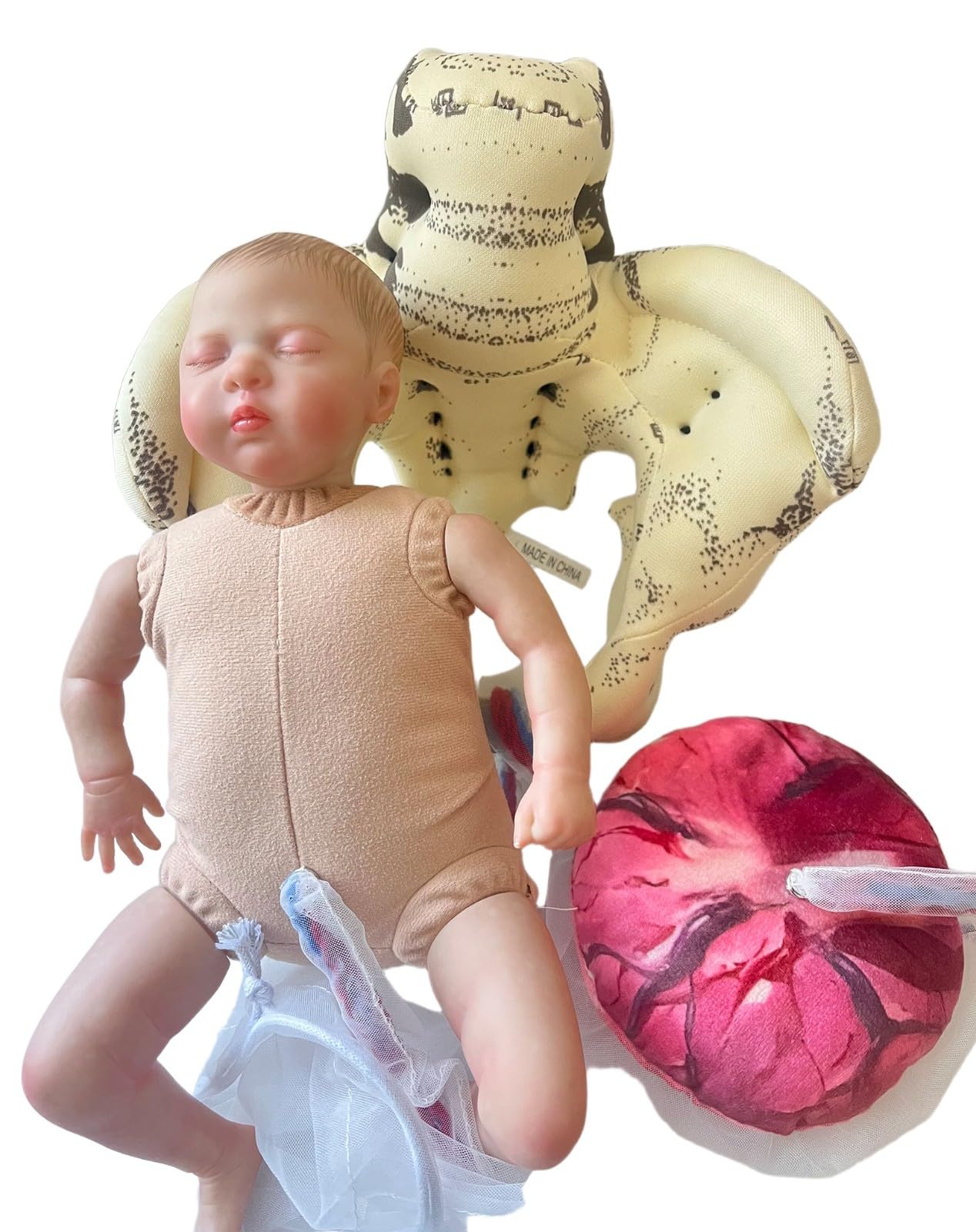 Outil de simulation d'accouchement : mini-bassin féminin, modèle de bébé avec fœtus, cordon ombilical et placenta. Simulateur de démonstration d'accouchement pour études médicales et enseignement.