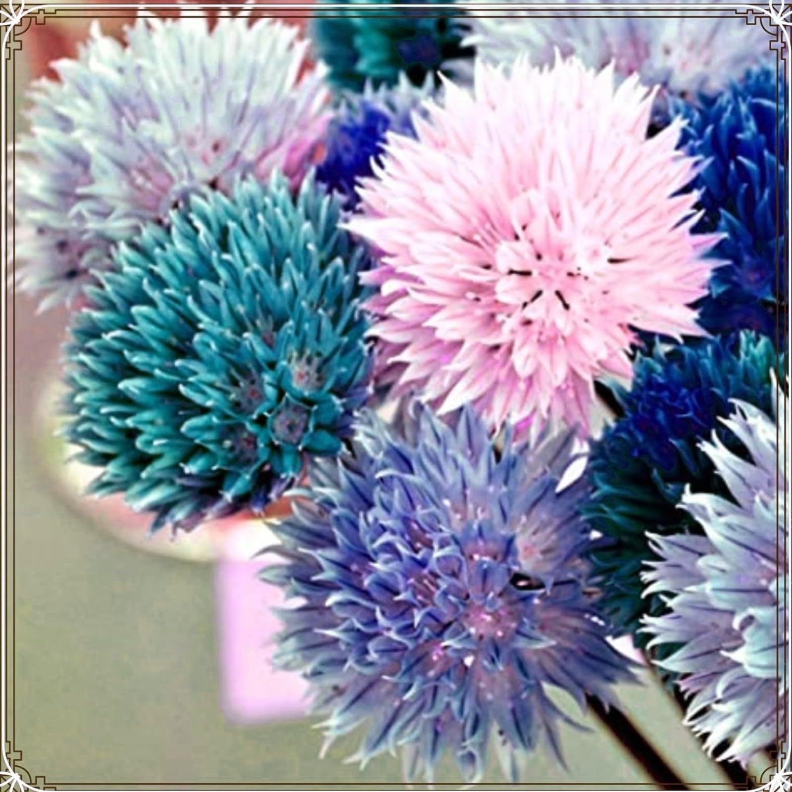 Stunning Allium Bulbs Mix for Planting Now UK/Greening Flower/Good for Containers/Natural Organic/Strong Plants That Grow Well/Cut Flowers/Wedding Flowers.-5bulbs-C